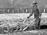 First European plough used in NZ