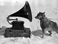 Husky with gramophone in Antarctica