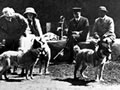 Dogs on Quail Island prior to departure for Antarctica