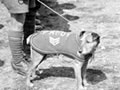 Paddy, the Wellington Regiment mascot