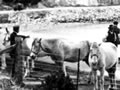 Ponies on Quail Island prior to departure for Antarctica