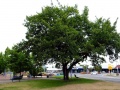 Methven peace tree