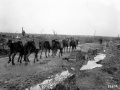 Mule convoy on the Western Front