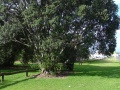 Tauranga Memorial Avenue