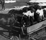 Horses feeding at trough