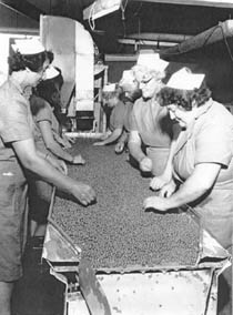 sorting peas 