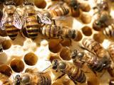 Honey bees brought to NZ