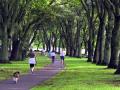 Cornwall Park gifted to Auckland