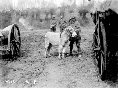 Moses, the donkey mascot