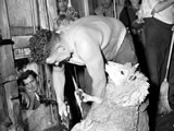 Godfrey Bowen sets world sheep-shearing record