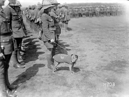 Paddy, the Wellington Regiment mascot