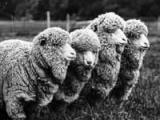 NZ's first sheep released