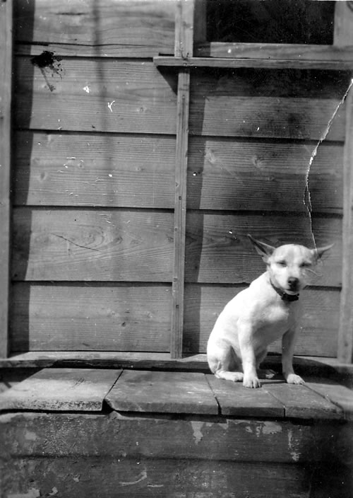 Shufti, the fox terrier mascot