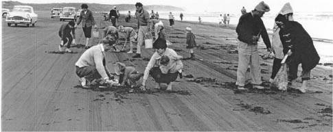 Collecting shellfish at Muriwai