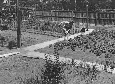 The backyard garden