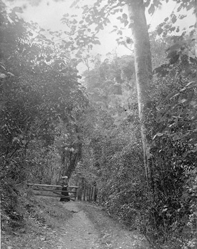 The Otari-Wilton's Bush Scenic Reserve