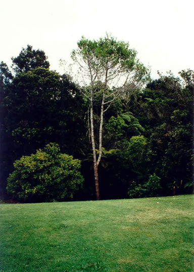 Tree in park