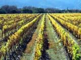 NZ's first grape vines planted?