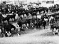 NZ horses and carts at Alexandria