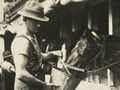 Horses stabled on transport ship