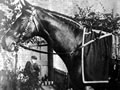 Carbine and the 1890 Melbourne Cup