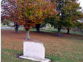 Maheno memorial grove