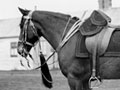 'Major' - the only NZ horse to return from South Africa