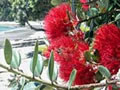 Pohutukawa trees