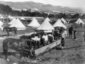 Soldier's horses feeding at Newtown Park, 1900