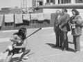 Maori challenge at Parliament, 1975