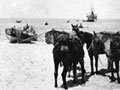 Rarotongans unloading supplies in Palestine