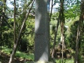 Symonds Street cemetery NZ Wars memorial