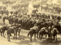 Watering horses during dust storm