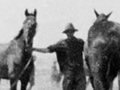 Horses at Zeitoun Camp, Egypt