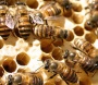 Honey bees brought to NZ