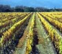 NZ's first grapevines planted?