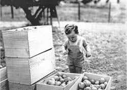 Boy looking at newly picked apples