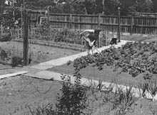 Woman digging in the garden 